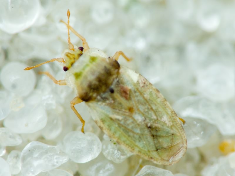 Piesma capitatum (Wolff, 1804)